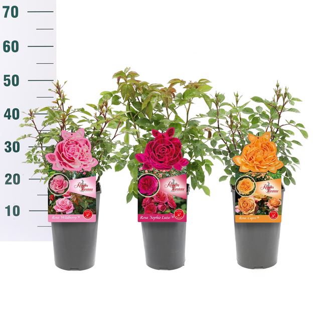 Picture of Rosa tantau premium bush mix
