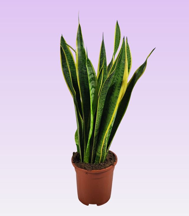 Picture of Sansevieria trifasciata laurentii