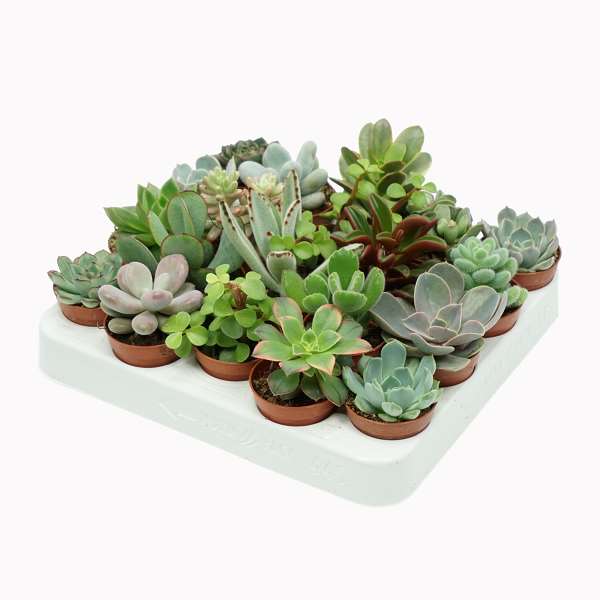 Picture of SUCCULENT MIX