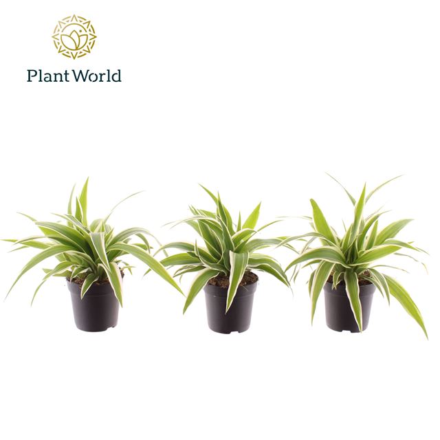 Picture of Chlorophytum comosum ocean