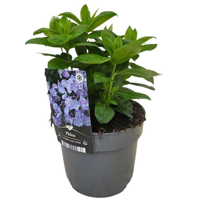 Picture of Phlox paniculata flame lilac star