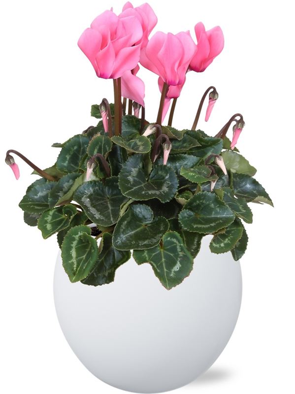Picture of CYCLAMEN PINK IN PINK CERAMIC
