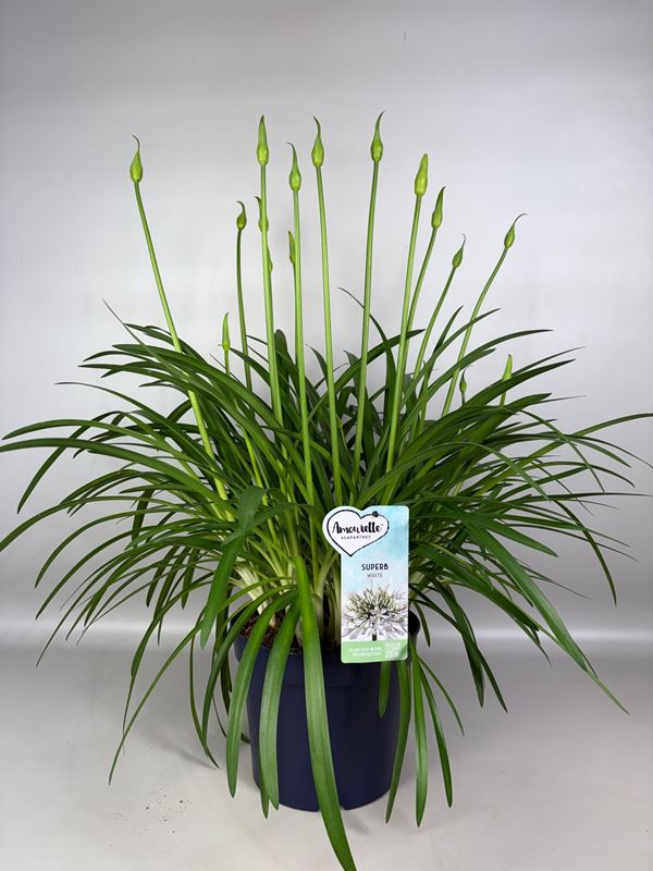 Picture of Agapanthus amourette white