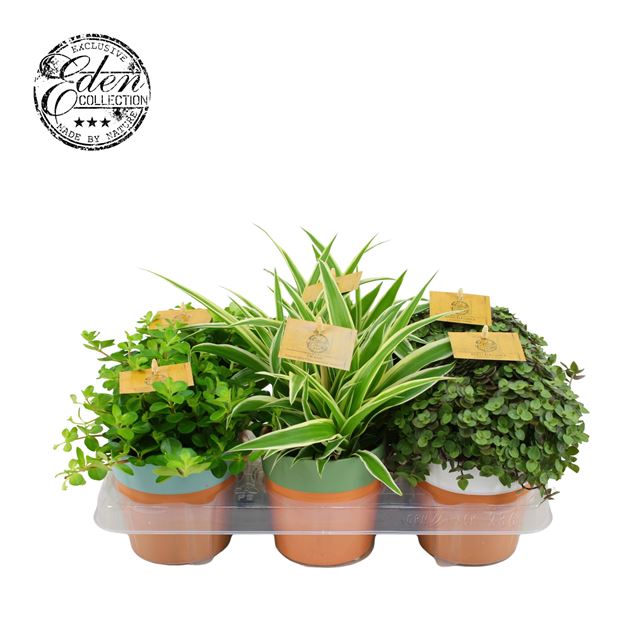 Picture of ALOE VERA IN STONE POT