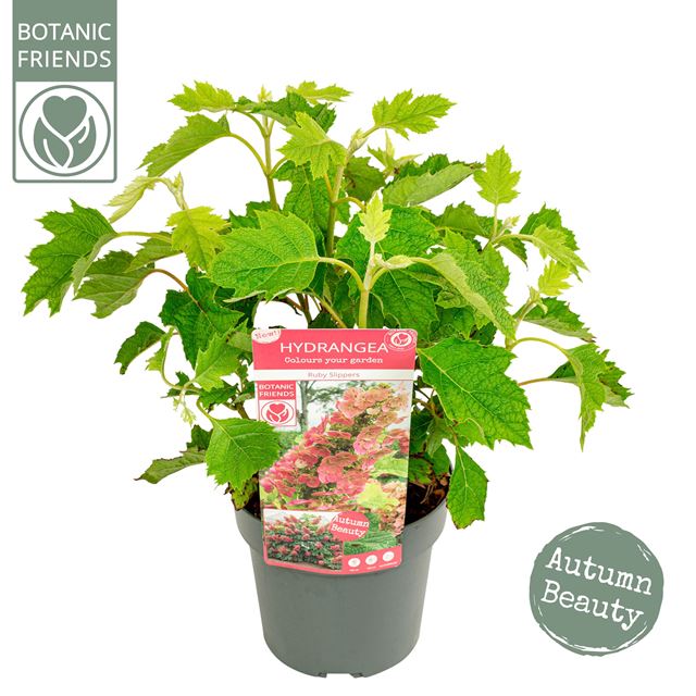 Picture of HYDRANGEA QUE. RUBY SLIPPERS