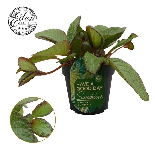 Picture of Episcia cupreata tierra menta