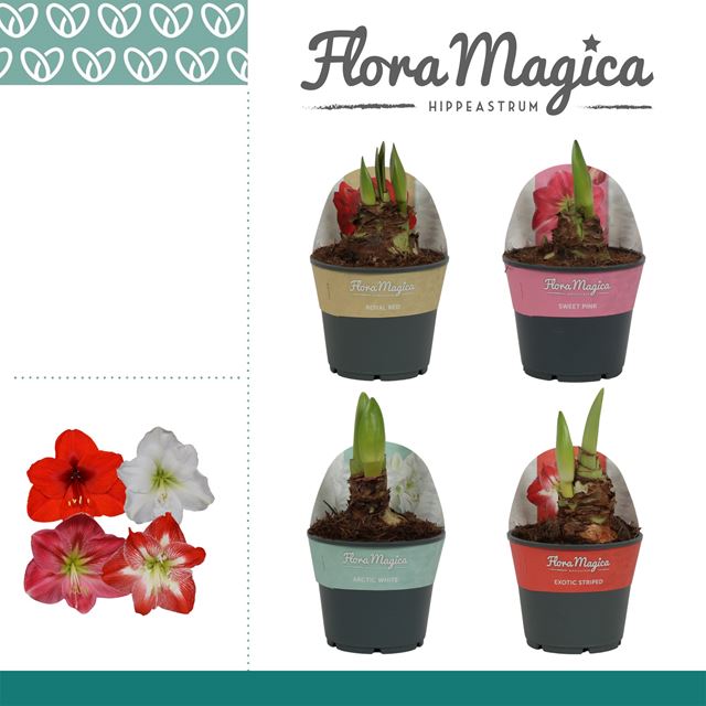 Picture of Hippeastrum (amaryllis) 02-fl mix + cover