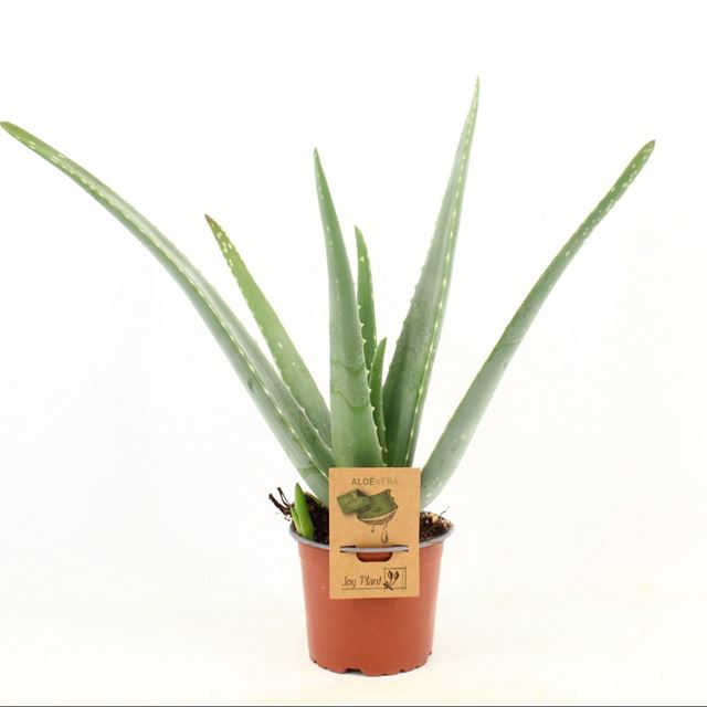 Picture of ALOE VERA