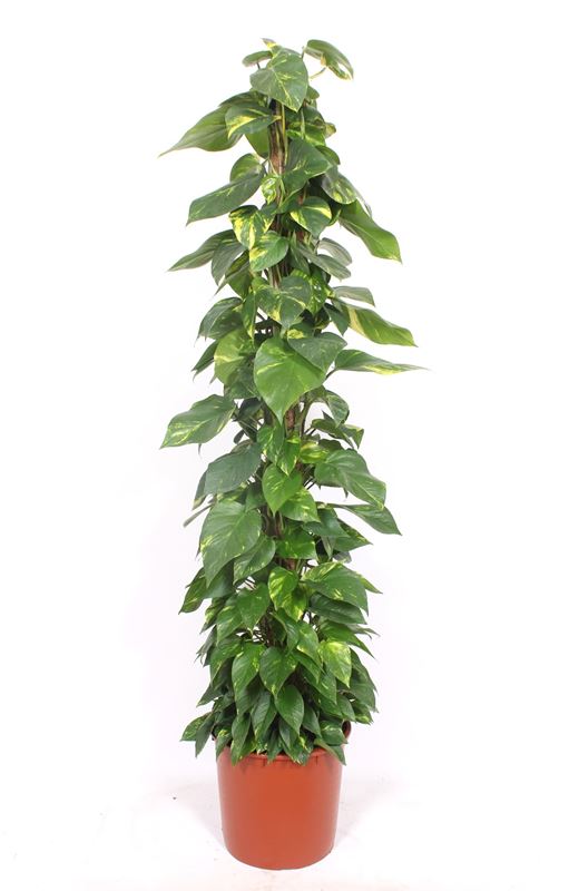 Picture of Scindapsus aureum moss pole
