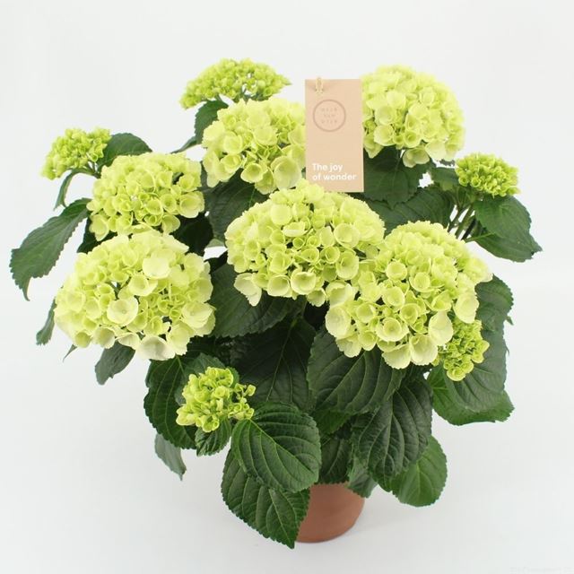 Picture of HYDRANGEA MACROPHYLLA 09+FL WHITE