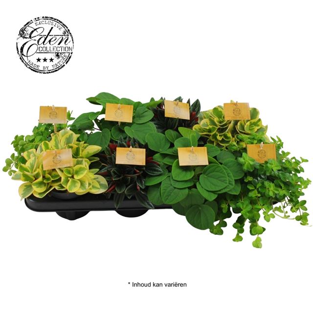 Picture of PEPEROMIA MIX