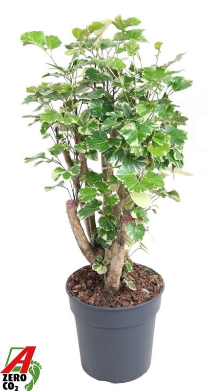 Picture of Polyscias balfouriana branched