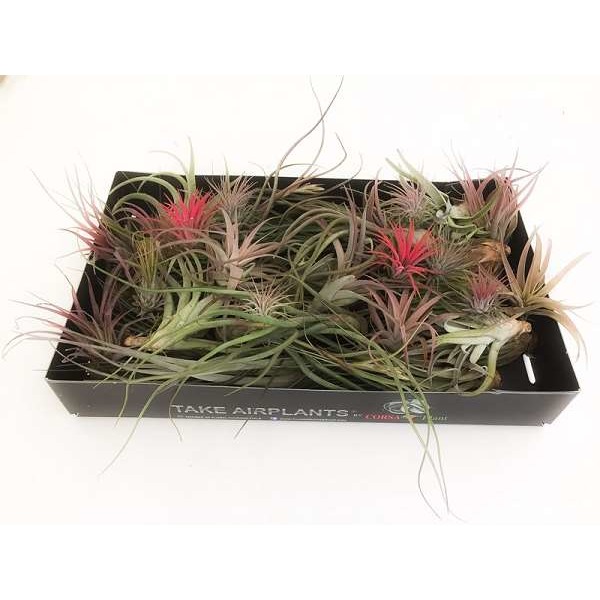 Picture of TILLANDSIA 07 VARIETY MIX