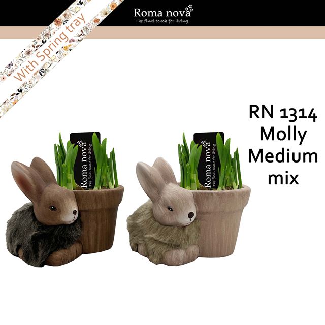 Picture of Narcissus molly medium mix