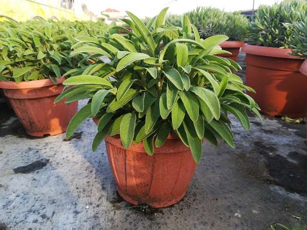 Picture of Salvia officinalis maxima
