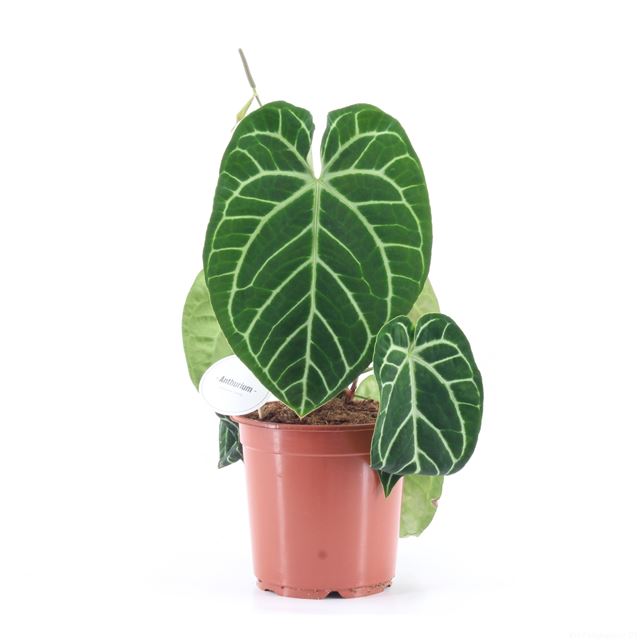 Picture of ANTHURIUM CRYSTALLINUM