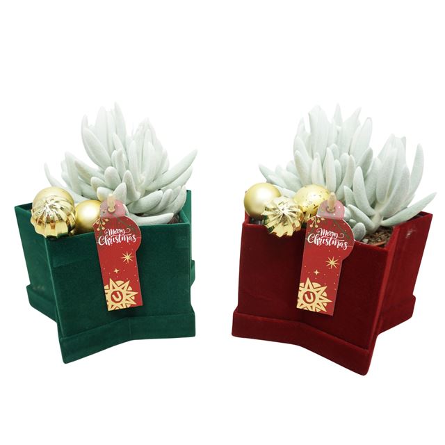 Picture of SENECIO MONT BLANC IN XMAS BOX