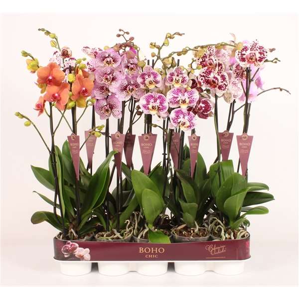 Picture of PHALAENOPSIS 02-STEM SPECIAL TAIWAN MIX