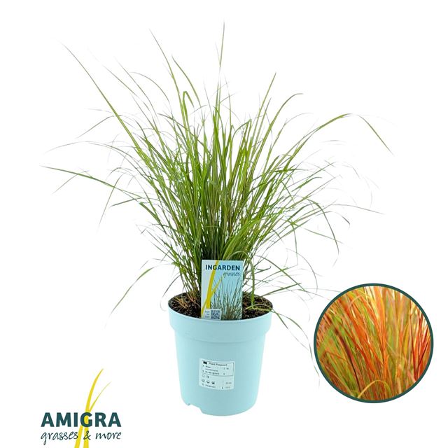 Picture of Stipa arundinacea pheasant