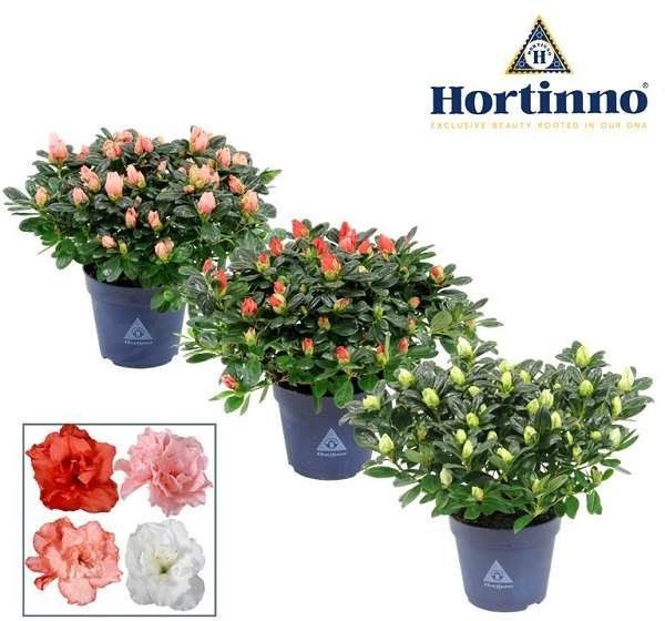 Picture of Rhododendron simsii (azalea) christine mix