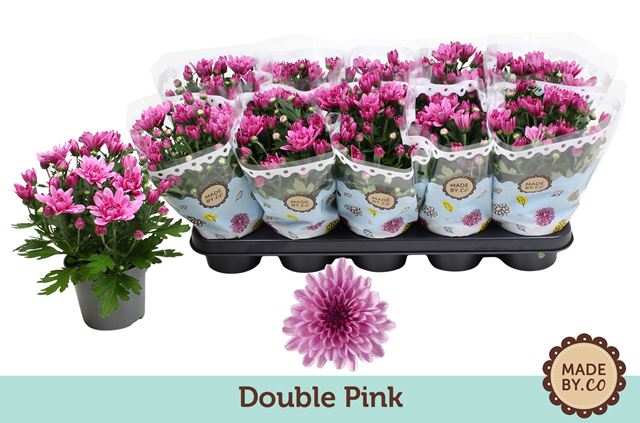 Picture of Chrysanthemum indicum double pink