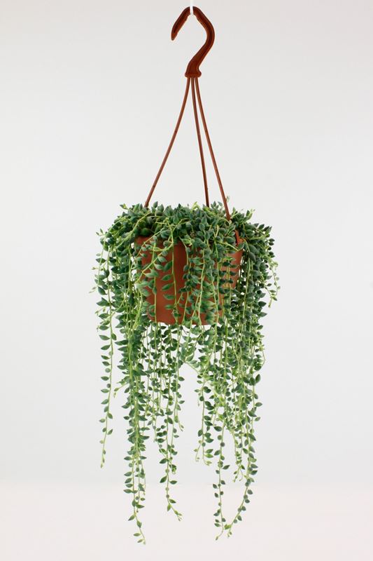 Picture of SENECIO HERREIANUS