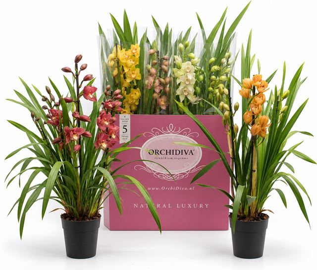 Picture of Cymbidium 03-stem mix
