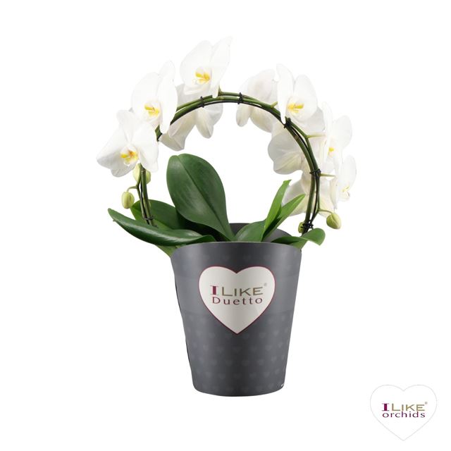 Picture of Phalaenopsis 02-stem duetto hoop white