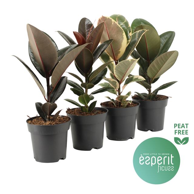Picture of FICUS ELASTICA MIX