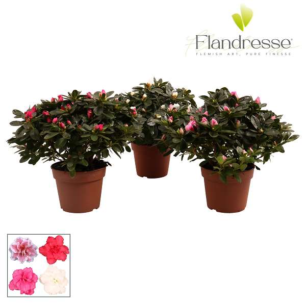 Picture of Rhododendron simsii (azalea) d27/30 mix
