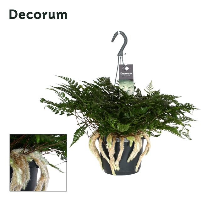 Picture of DAVALLIA HUMATA TYERMANNII