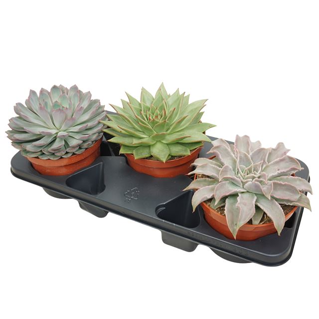 Picture of ECHEVERIA MIX