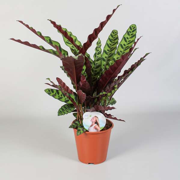 Picture of CALATHEA INSIGNE