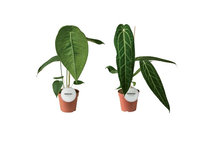 Picture of Anthurium high mix