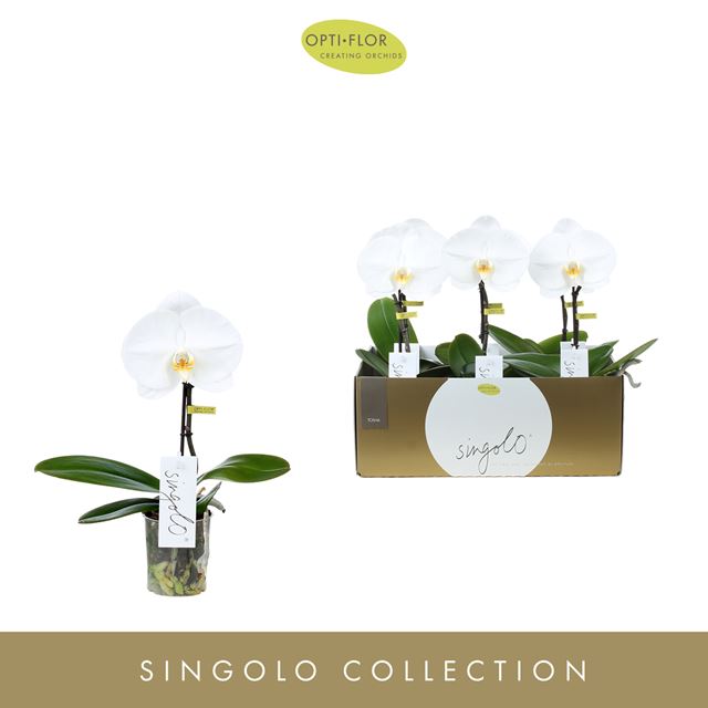 Picture of PHALAENOPSIS 01-STEM SINGOLO TOSHA