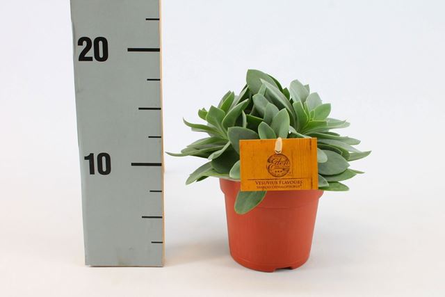Picture of SENECIO CEPHALOPHORUS