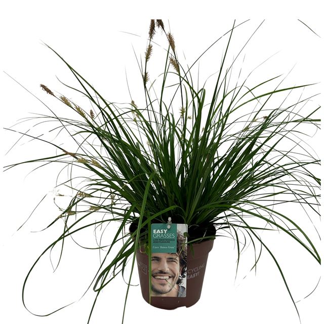 Picture of Carex oshimensis intense green