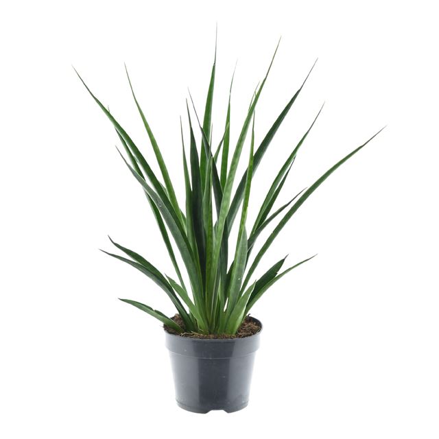 Picture of SANSEVERIA TRIFASCIATA KIRKII FRIENDS