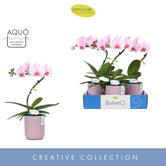 Picture of Phalaenopsis 01-stem balletto curl in ceramic