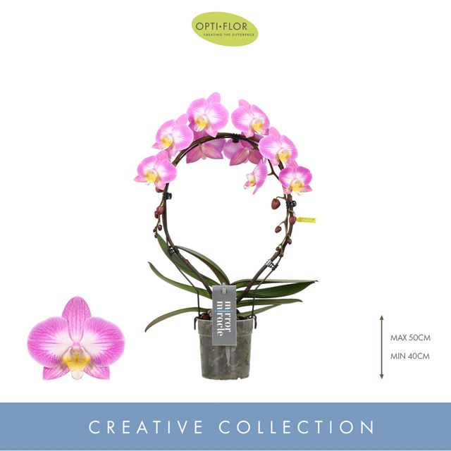 Picture of PHALAENOPSIS MIRROR MIRACLE KIARA