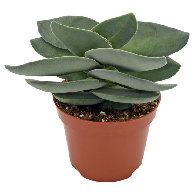 Picture of CRASSULA BOOMERANG