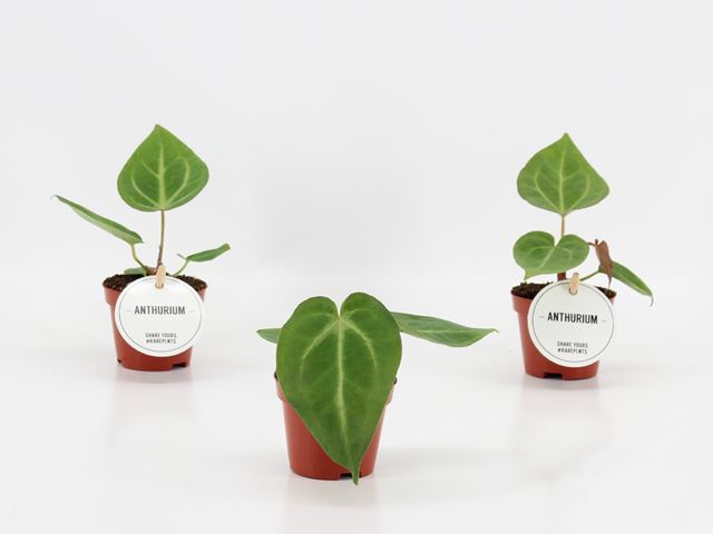 Picture of ANTHURIUM MAGNIFICUM