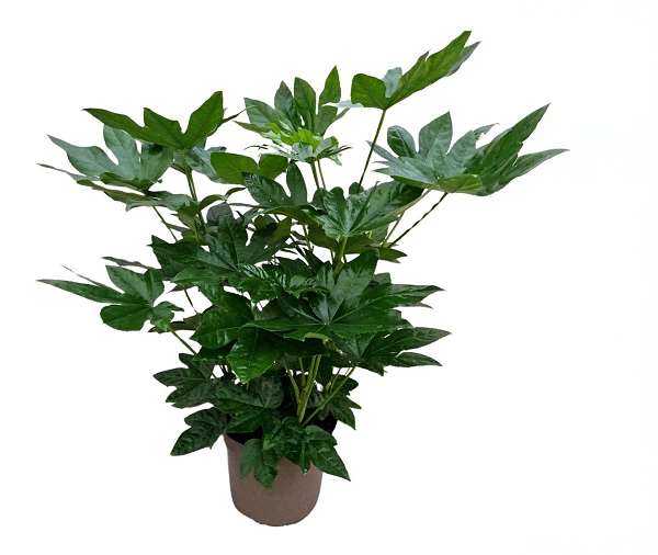 Picture of Fatsia japonica