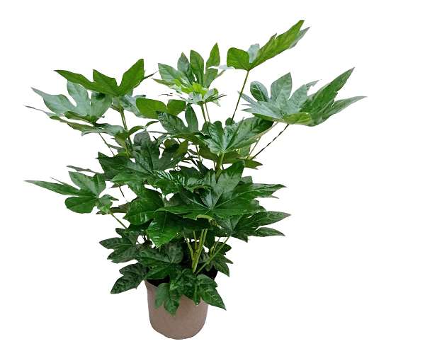 Picture of Fatsia japonica