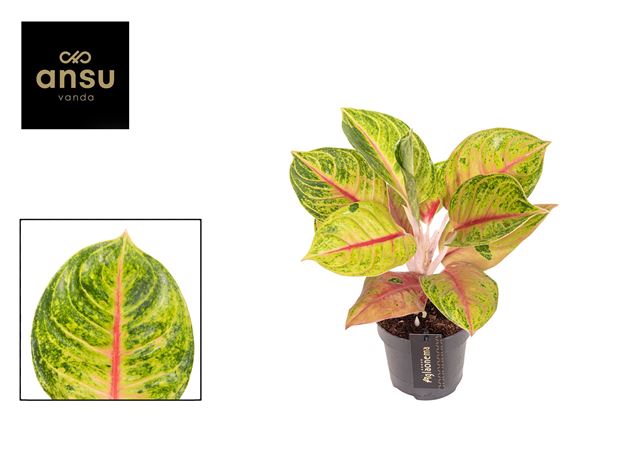 Picture of Aglaonema iguana red