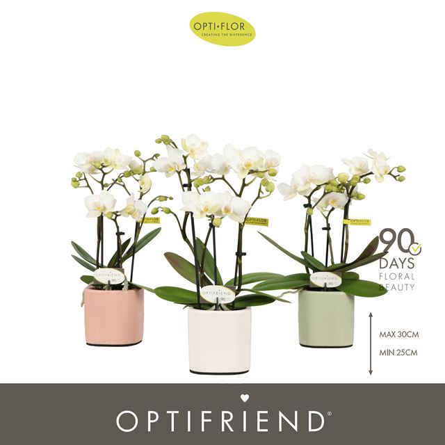 Picture of Phalaenopsis 03-stem optifriend sandra in ceramic
