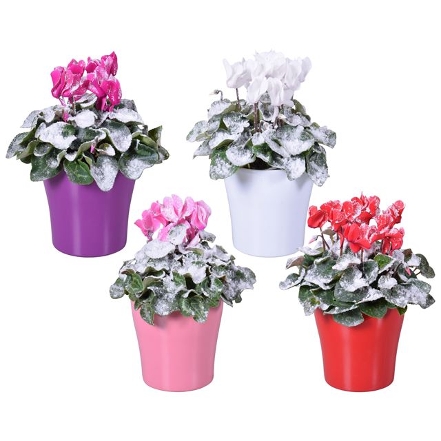 Picture of CYCLAMEN + SNOW IN COLOUR CODED CERAMIC