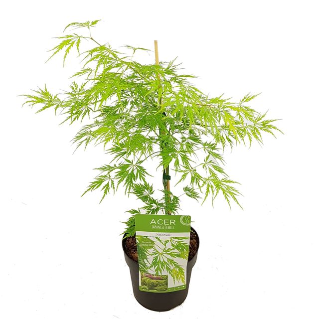 Picture of ACER PALMATUM DISSECTUM GARNET