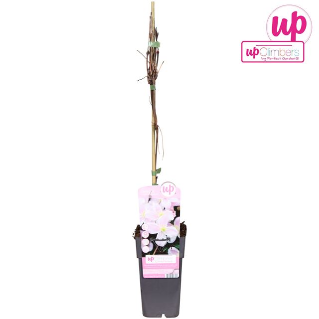 Picture of Clematis montana mayleen