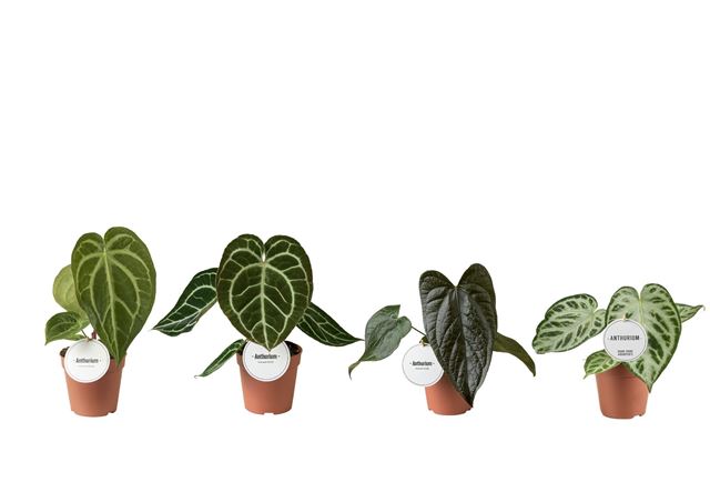 Picture of Anthurium mix